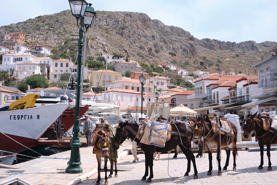 a group of donkeys tied to a lamp post